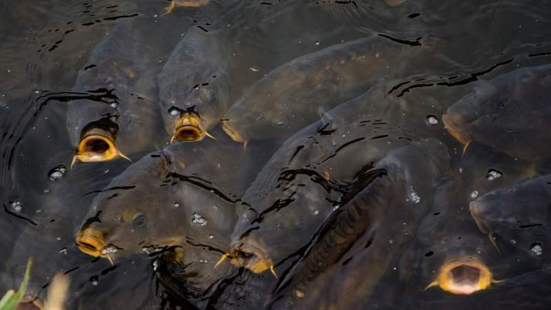 Poribljavanje i zabrana ribolova – jezero Sabljaci